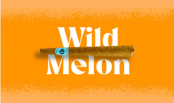 Wild Melon 🍈